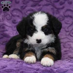 Dixie, Mini Bernedoodle Puppy